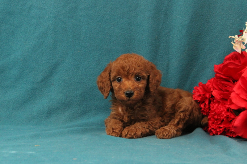 puppy, for, sale, Mini Goldendoodle F1BB, Matthew B. Stoltzfus, dog, breeder, Gap, PA, dog-breeder, puppy-for-sale, forsale, nearby, find, puppyfind, locator, puppylocator, aca